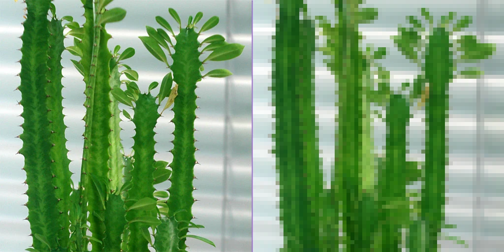 La même photographie de cactus en deux versions : lisse à gauche, découpée en blocs carrés bien visibles à droite